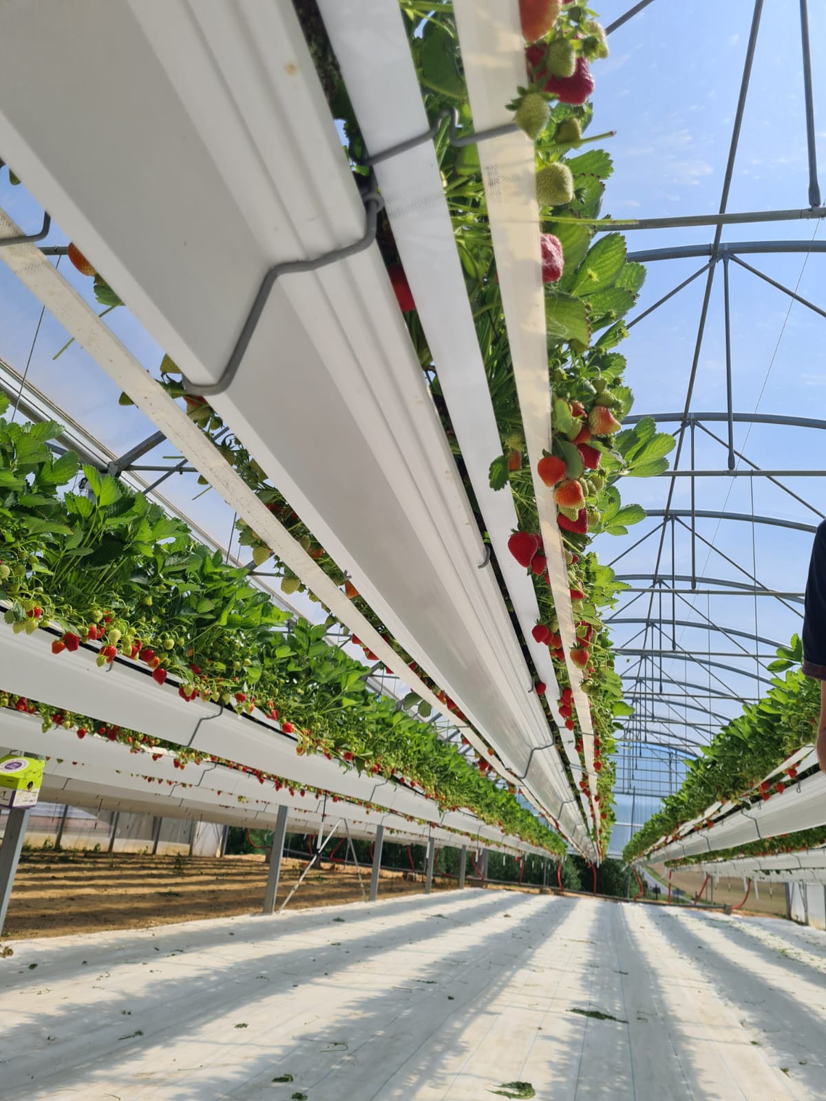Sortie Découverte : Production de fraises à Corfélix 