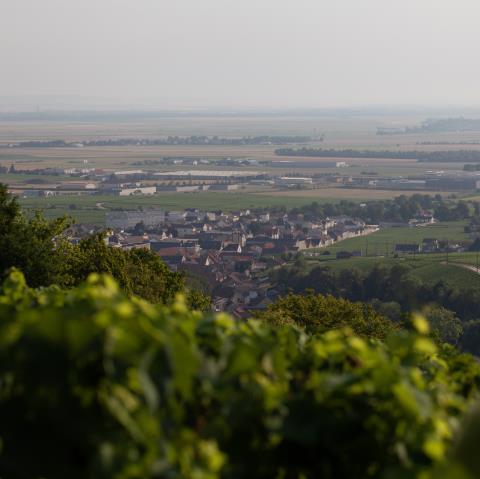 Vue des vignobles et village d'Avize