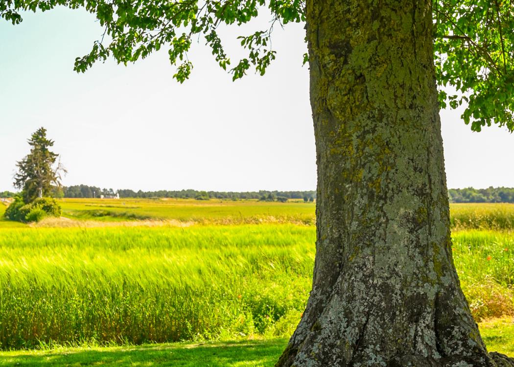 Nécropole Nationale l'Opéra - Souain Perthes les Hurlus