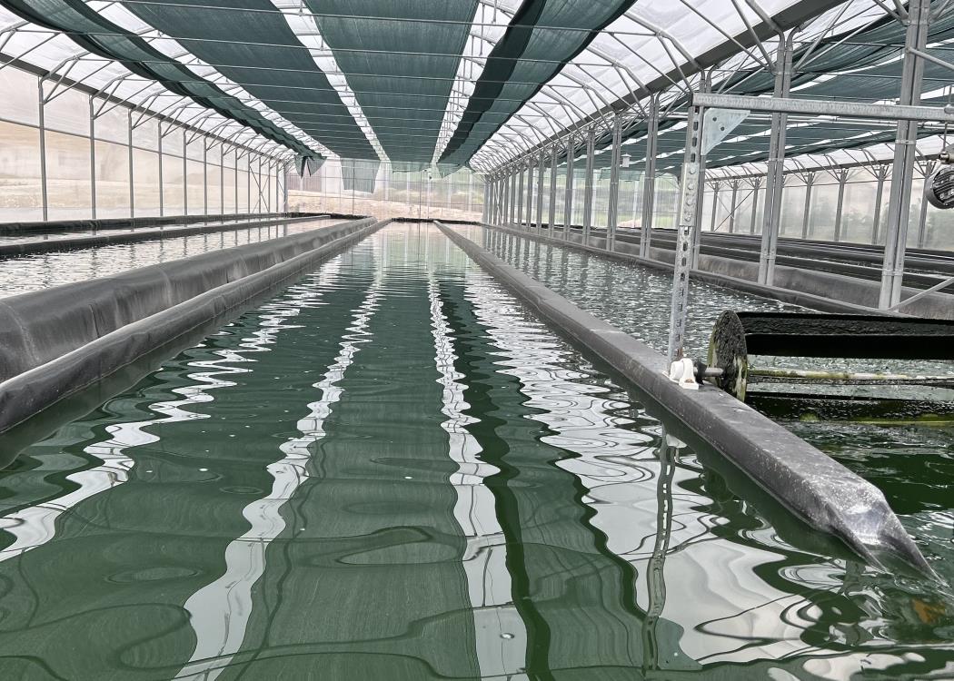 la ferme des MP la ferme des MP