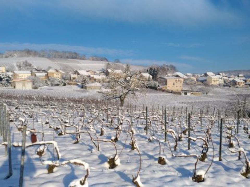 Champagne D MARC paysage sous la neige