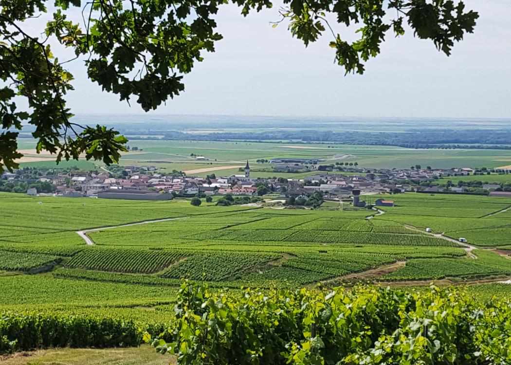 Panoramic Tour -