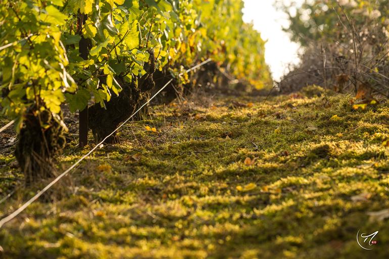 20170922-MKB-SOL-PARCELLE