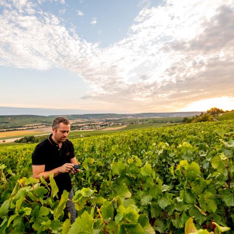 Champagne Alexis Leconte
