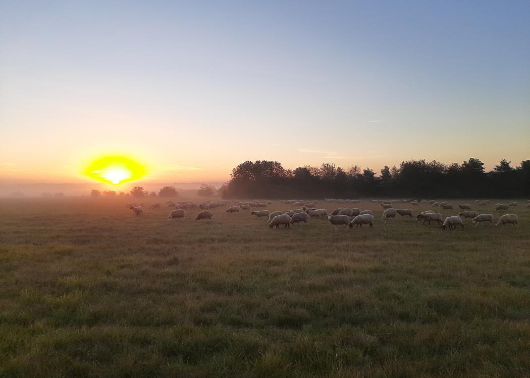 Visite de la ferme et des pâturages-1