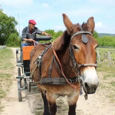 2025 Tasting Augustin Loisium