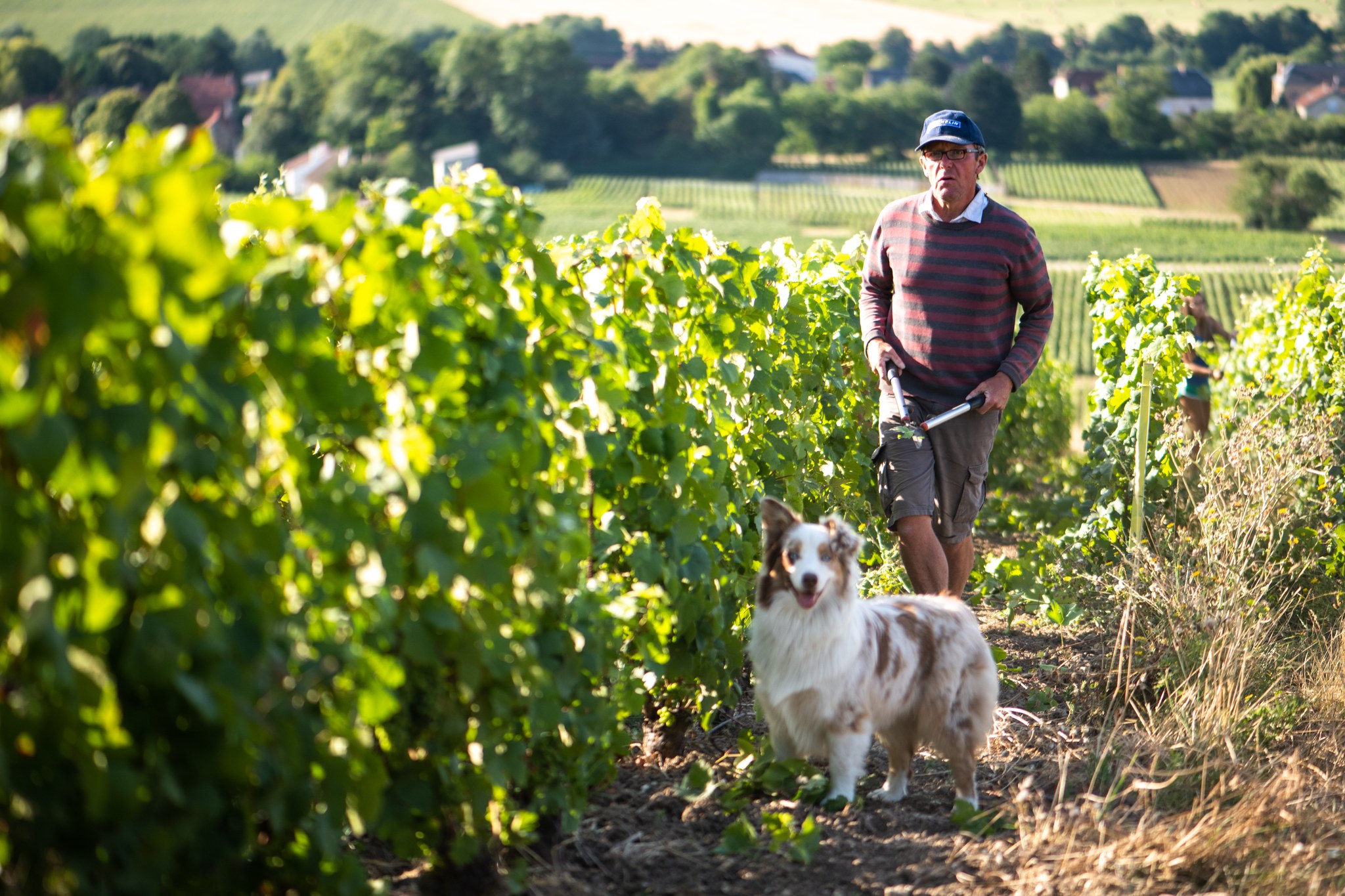 Vignobles en scène : concert jazz et art de vivre en Champagne