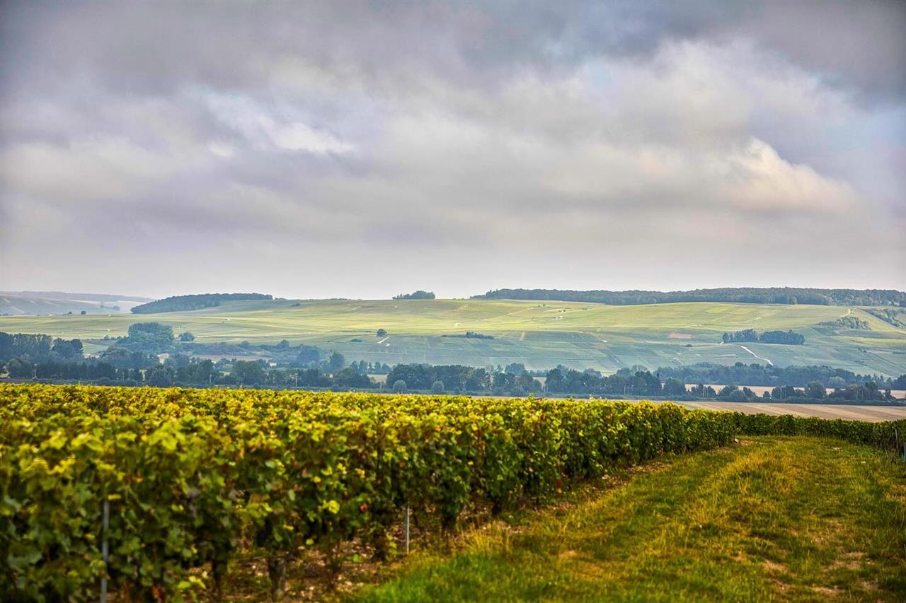 Champagne Telmont