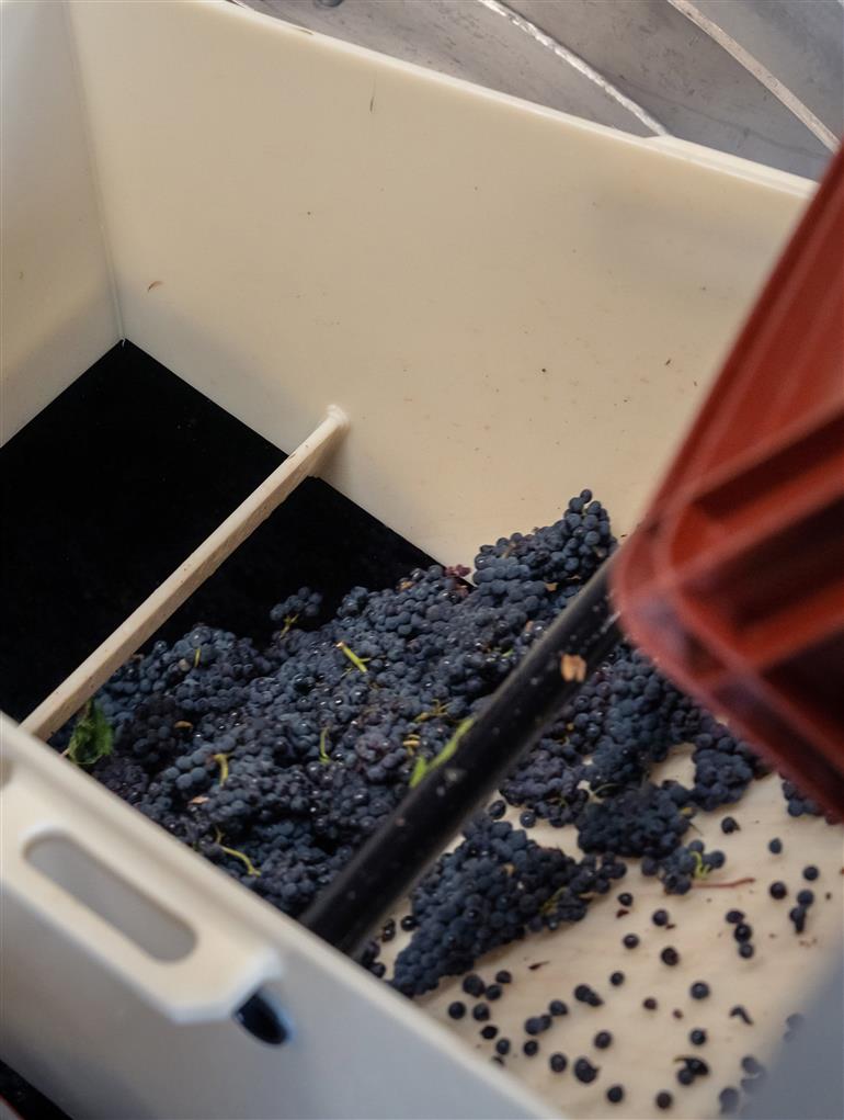 Vendanges