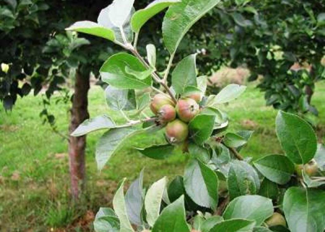 ADT FERME D ANDECY POMMES