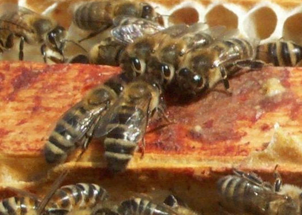Le rucher des champeaux - Le Thoult Trosnay