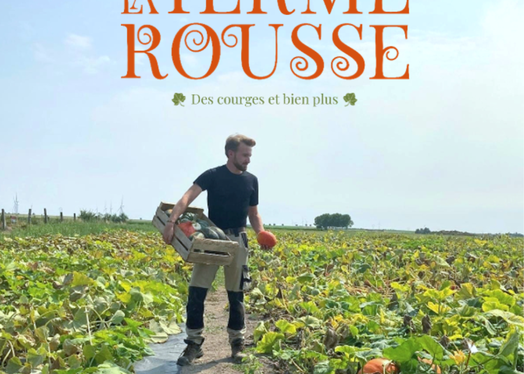 Dans le champs de courges