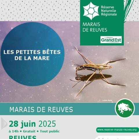 Les petites bêtes de la mare_28062025