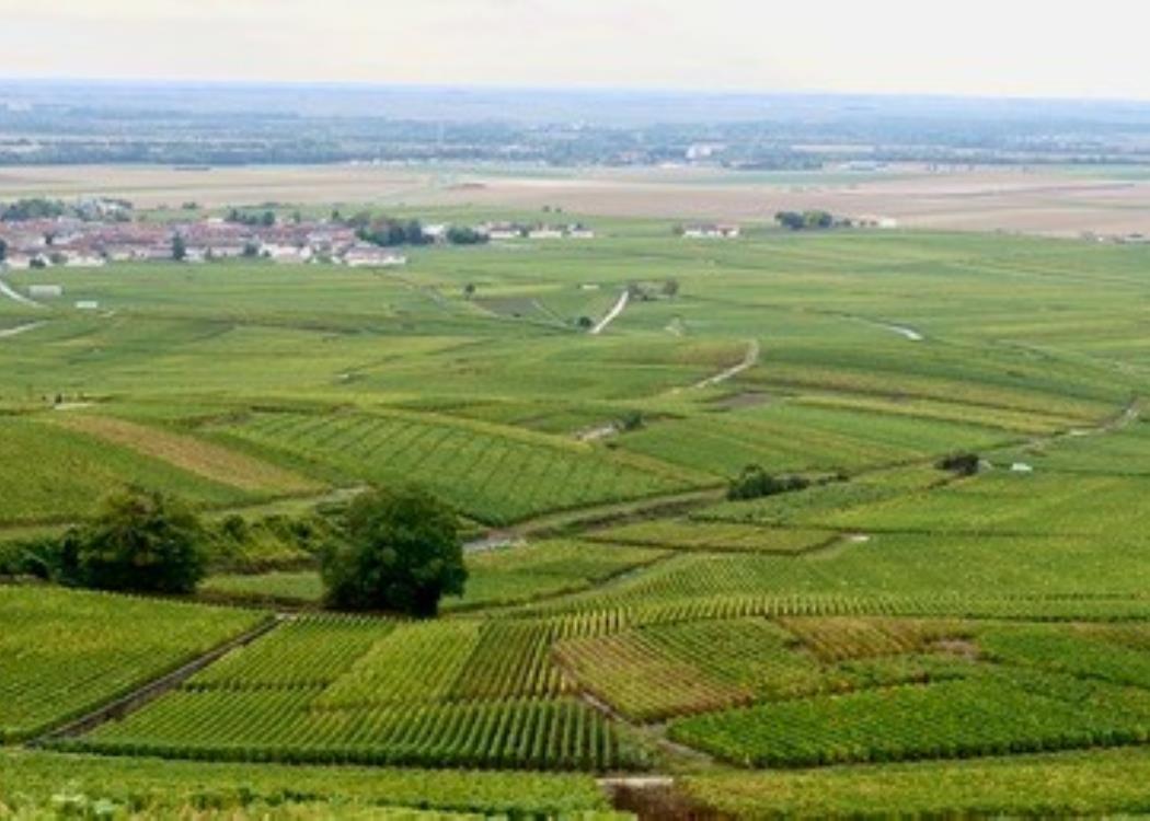 Panoramic Tour - Ambonnay 1