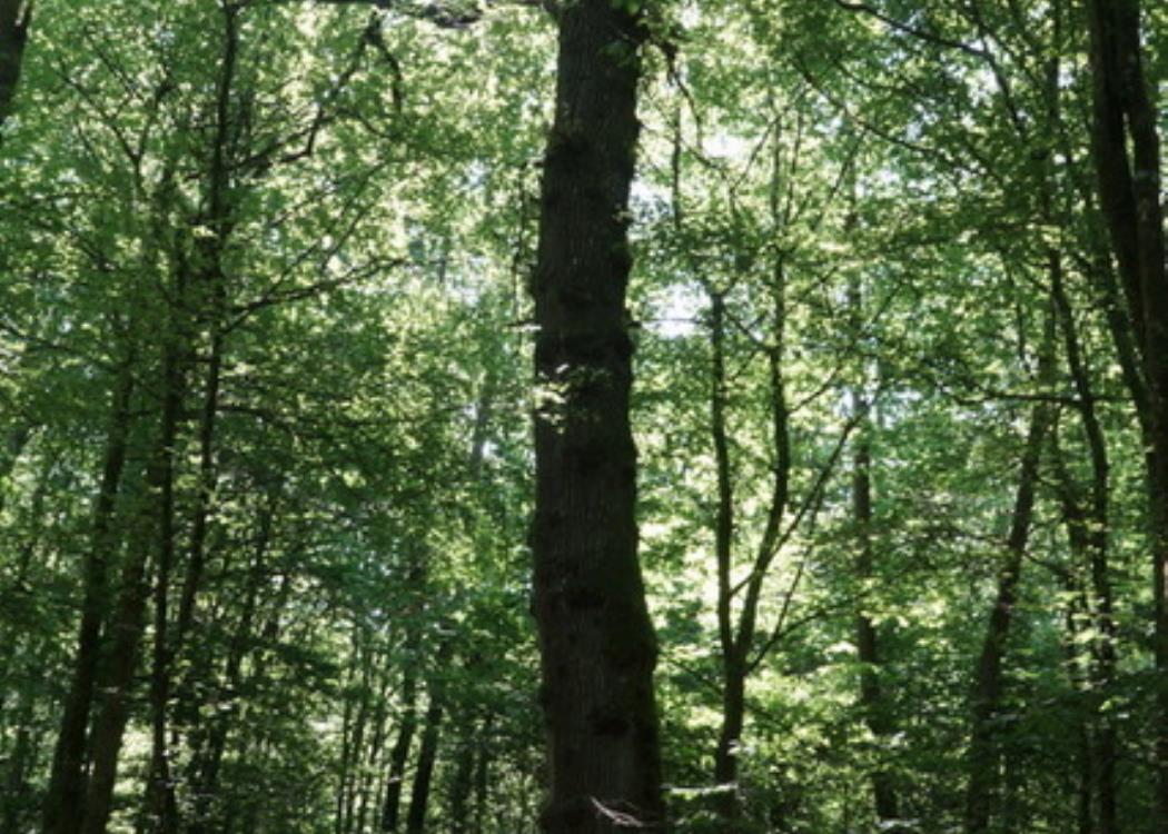Argonne Forêt S Latourte