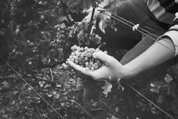 Atelier Vendanges - Cuillier & De Sloovere