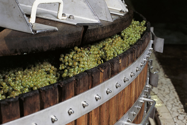 Atelier Vendanges Maturité - Cuillier & De Sloovere