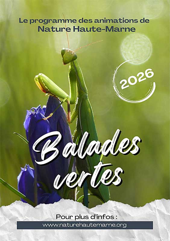 Balades Vertes en Haute-Marne : Forêts et changement climatique