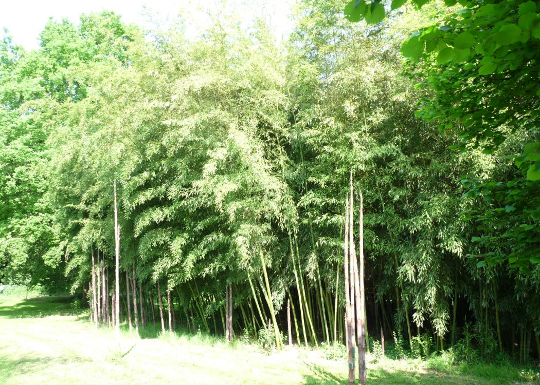 Bambous et chaumes