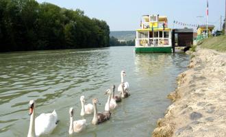 bateau-champagne-vallee-cumieres-cygnes