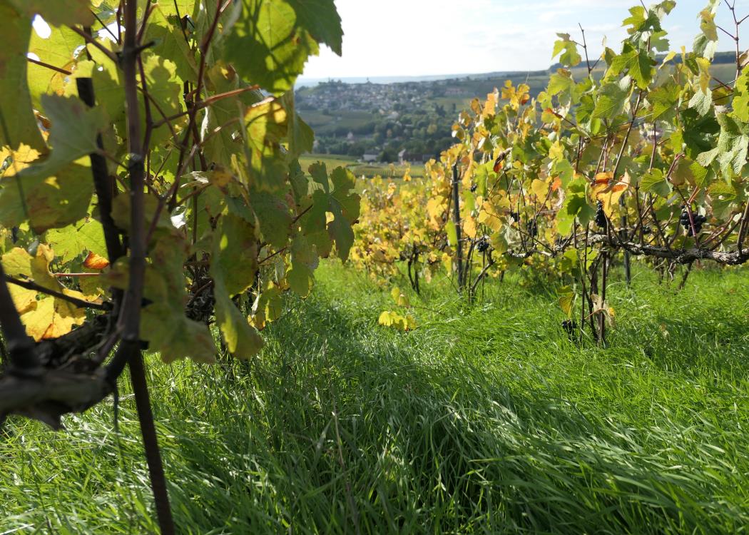 Vignoble mono-cru en conversion biologique