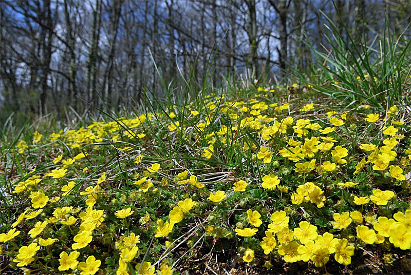 Nature Haute-Marne