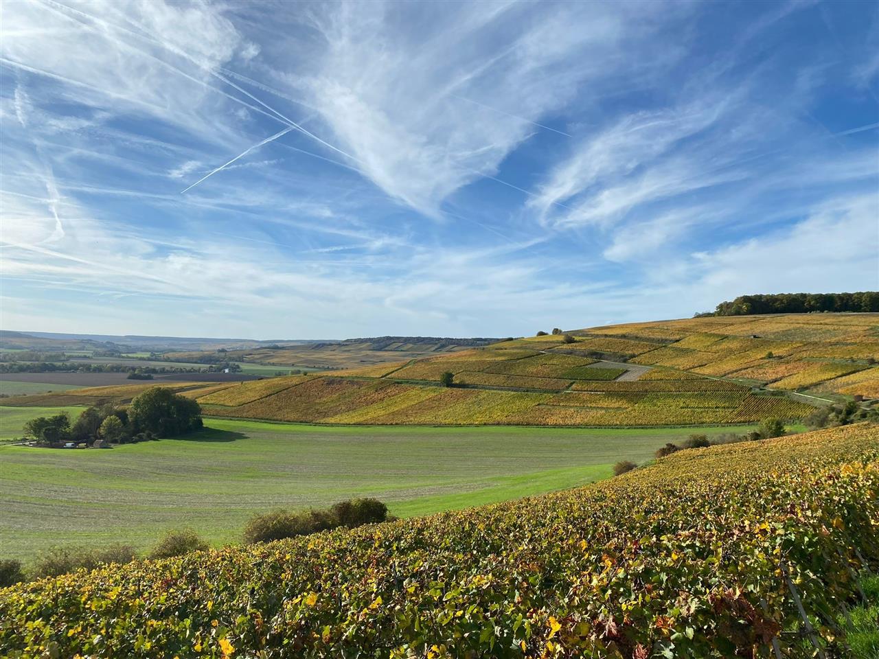 CHAMPAGNE ROLAND PHILIPPE 5