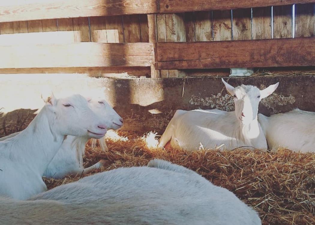 CHEVRESDARGONNE1-VILLERS