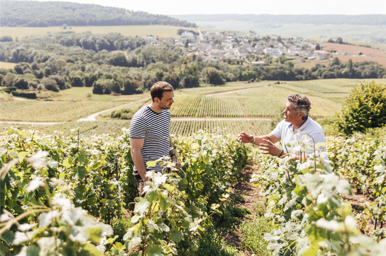 Visite du vignoble en van
