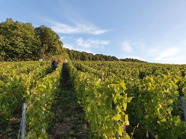 Champagne-Laval-Louis_1
