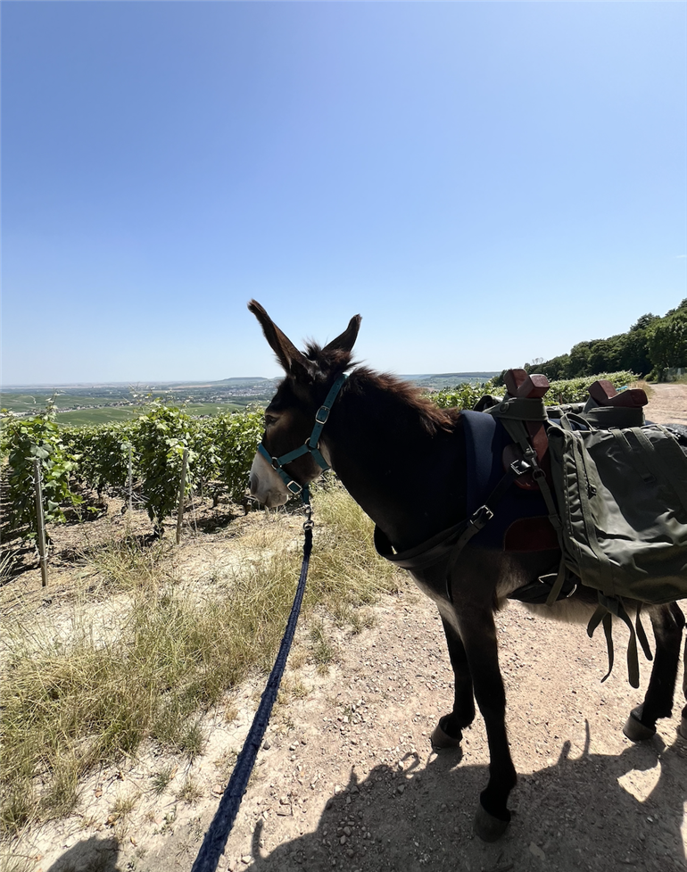 Capture d’écran 2025-07-20 à 23.47.01
