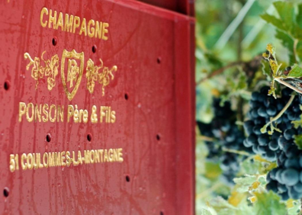 Champagne Pascal Ponson - Coulommes-la-Montagne