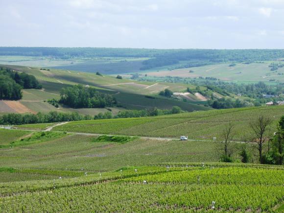 Champagne François Principe Arnoult - Fleury -la-Rivière Vue panoramique