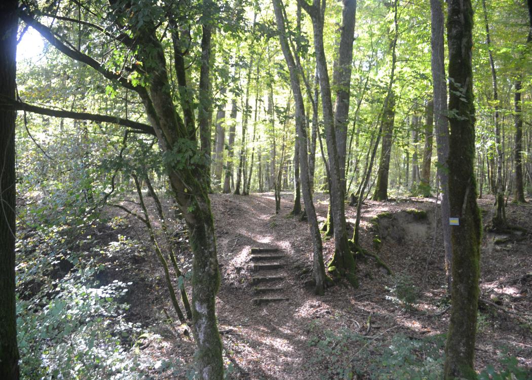 foret-ot1