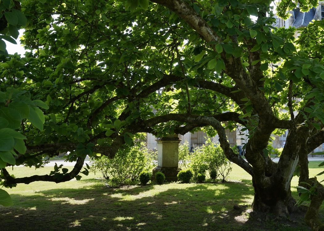 Le Magnolia de l'Abbaye de Trois-Fontaines fait partie des Arbres Remarquables de France