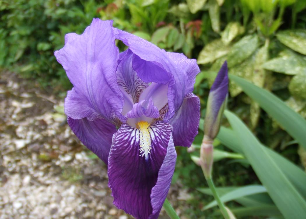 Les Iris à Outines