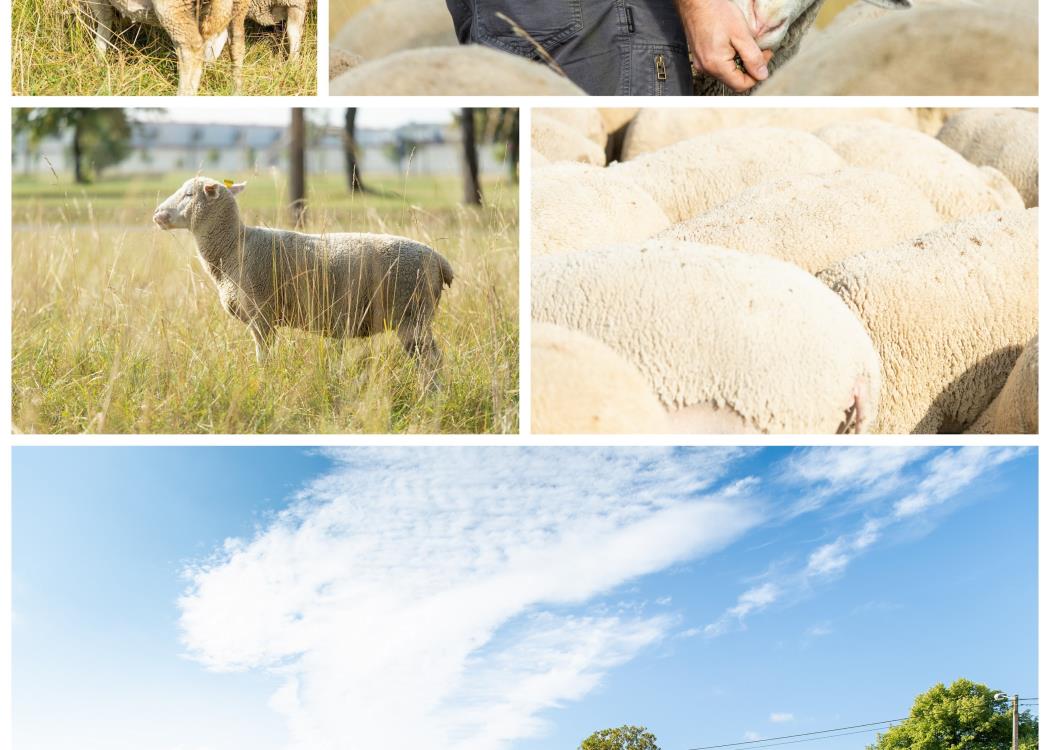 Visite de la ferme et des pâturages