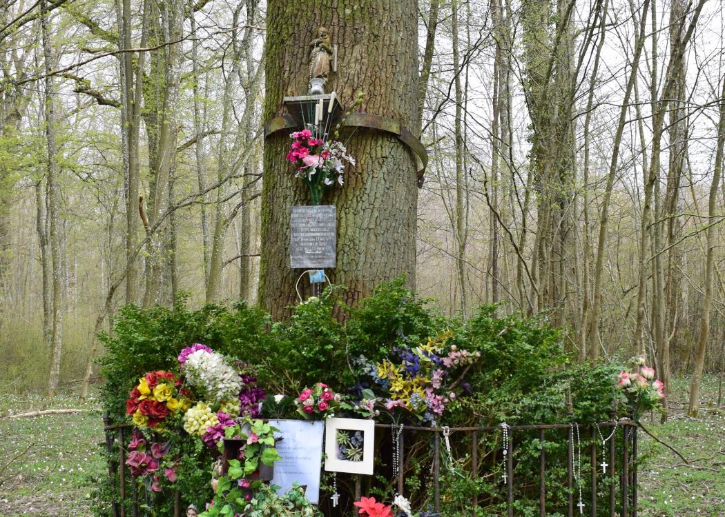 FD Chene a la Vierge(c) S. du PUY_ONF (2)