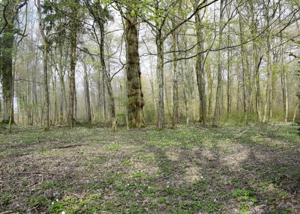FD Chene a la Vierge(c) S. du PUY_ONF (3)