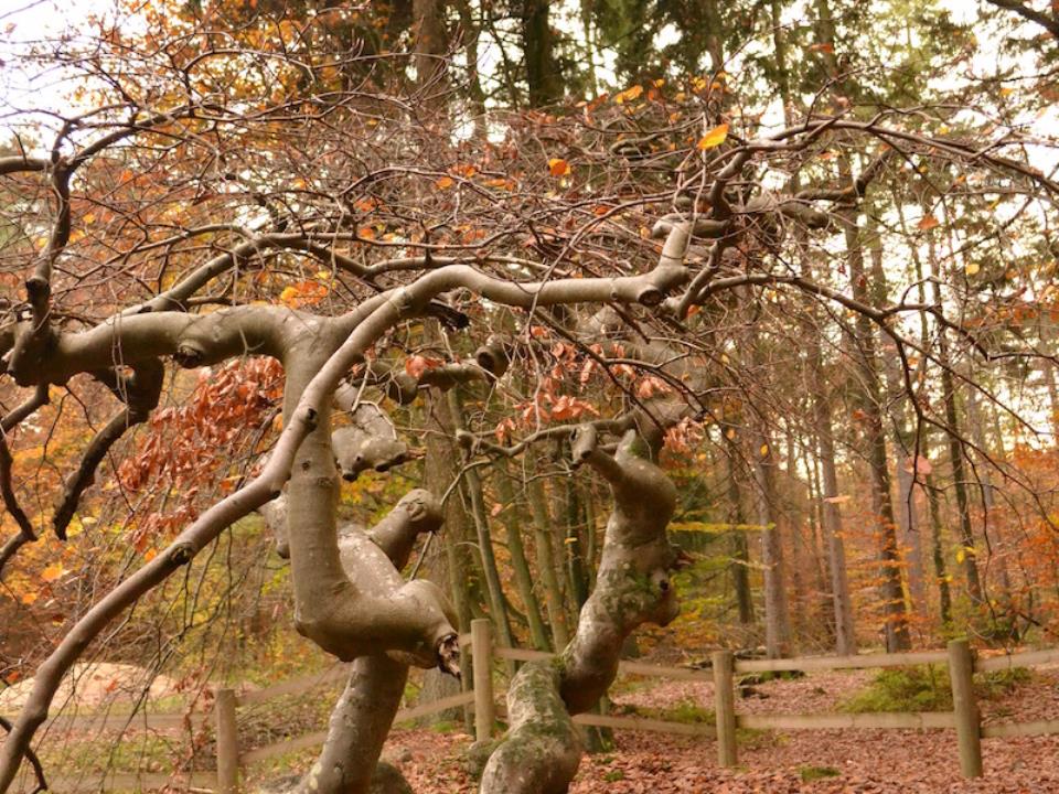 Parc Naturel Régional De La Montagne De Reims Pourcy