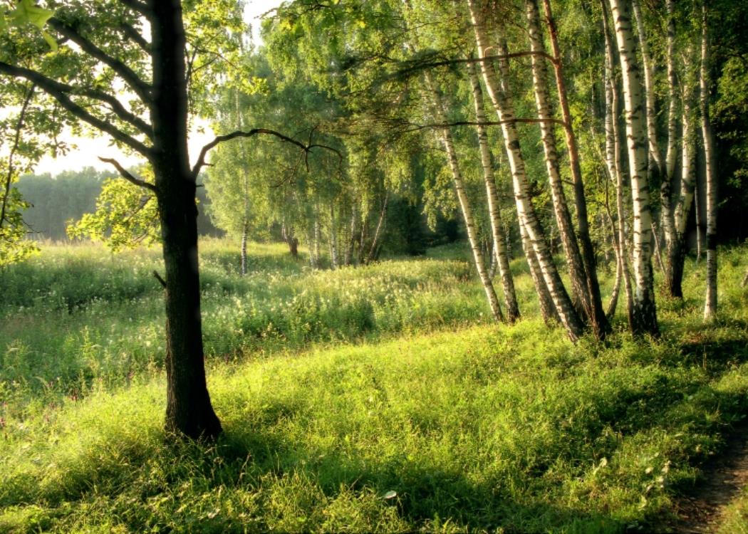 Forêt©Barabanshikov-Fotolia.com-Coll.CDT Marne