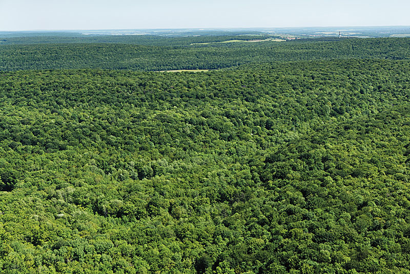 PARC NATIONAL DE FORETS