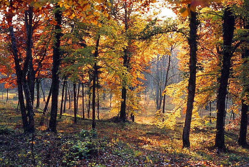 Forêt domaniale d'Auberive
