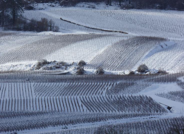 Nos vignes sous la neige