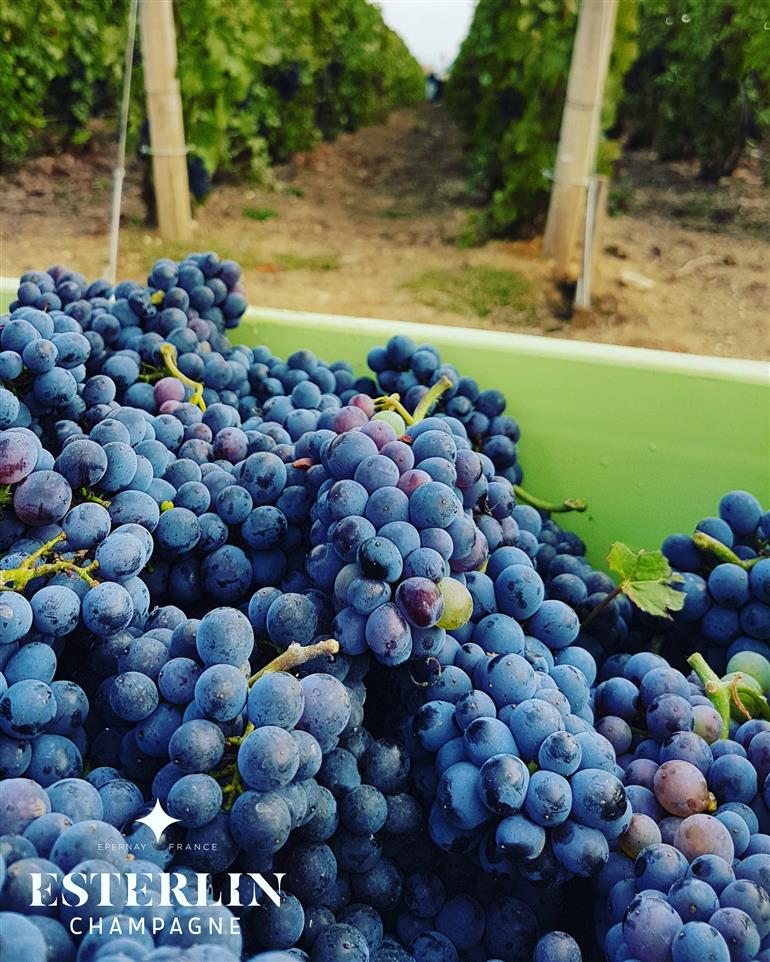 Champagne Esterlin - vendanges