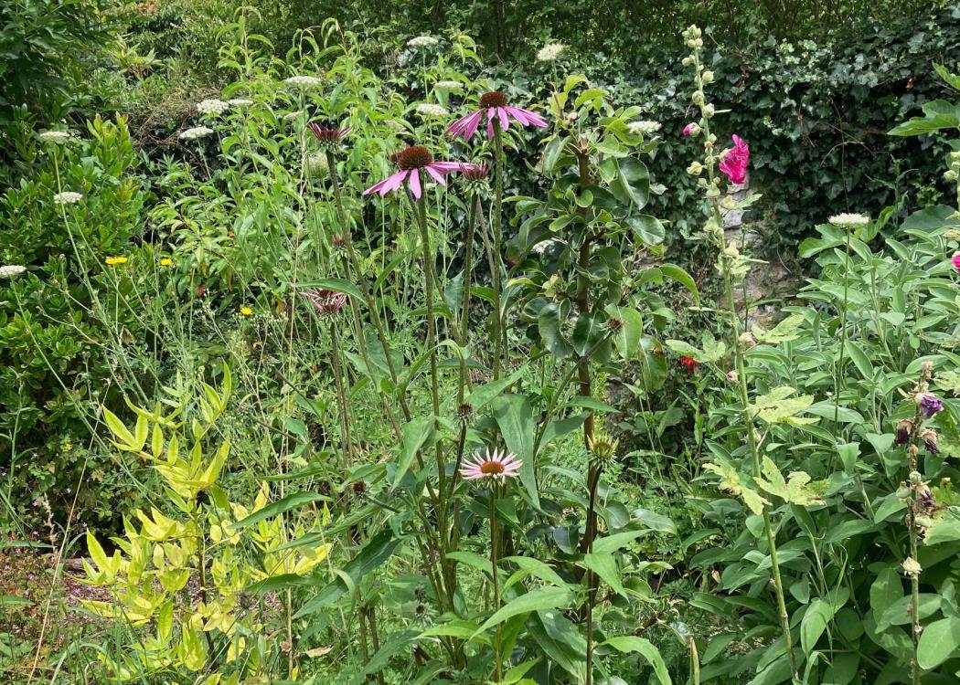 Hortus Salvia