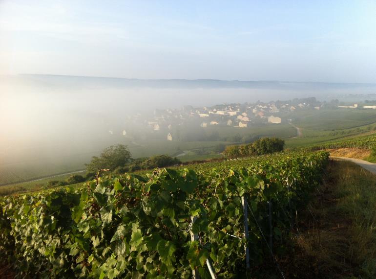 Vignes