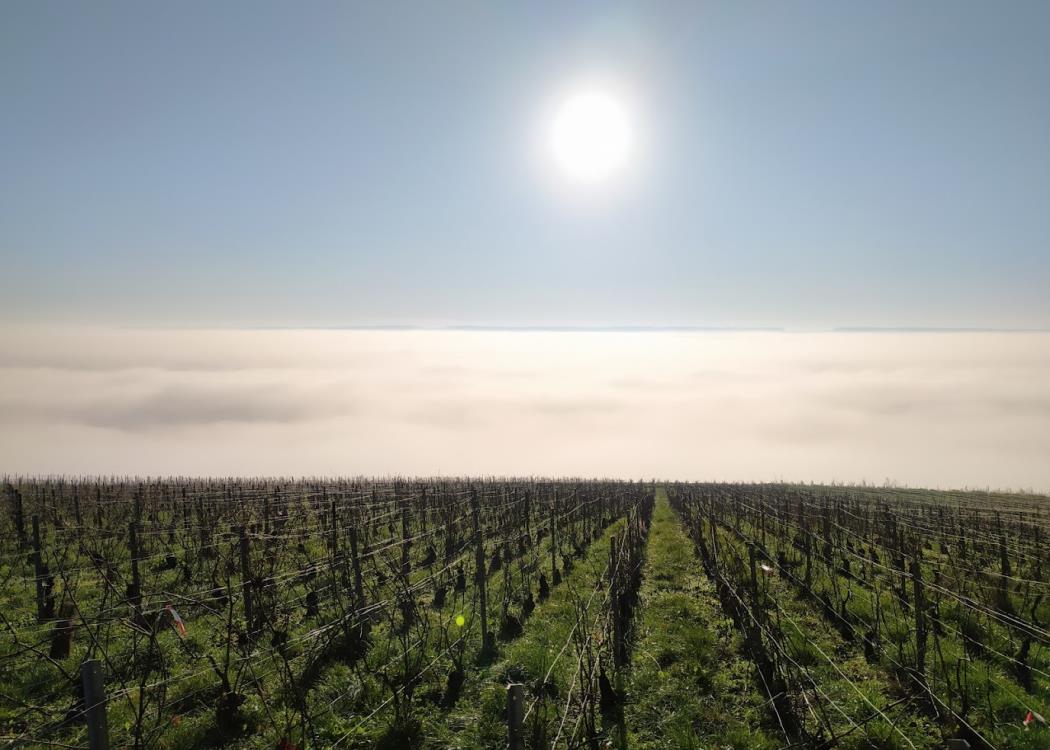 Paysage de la Vallée de la Marne