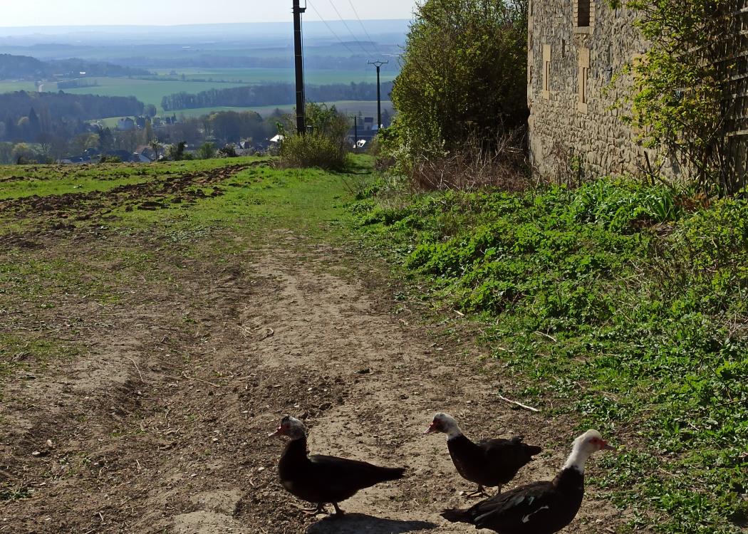 Ferme Trigny Ferme Trigny