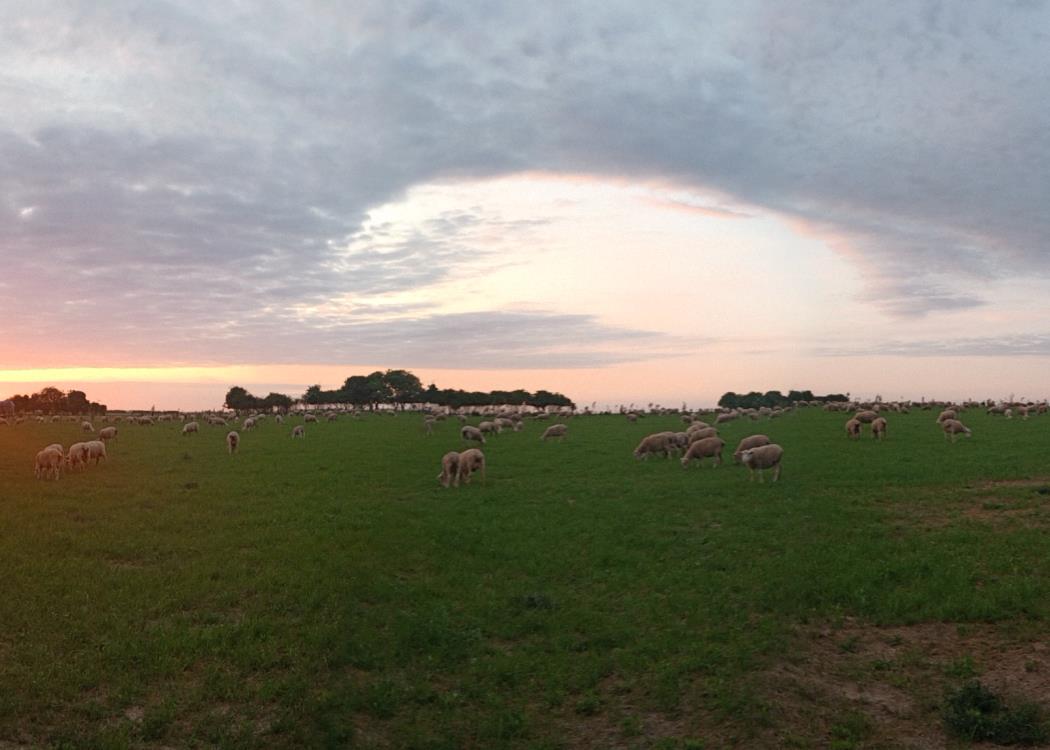 Visite de la ferme et des pâturages-2